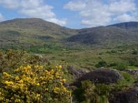 Caha Mountains bei Lauragh - Ring of Beara, Co. Kerry